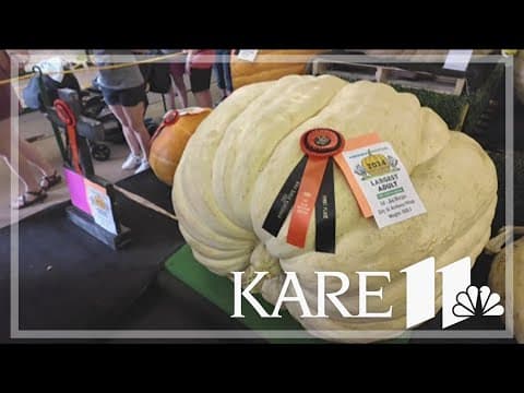 Behind the blue ribbon: State Fair weighs in newest record pumpkin