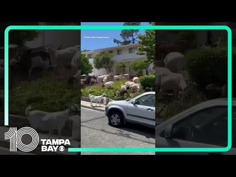 Escaped #goats take over Pinole, #California, neighborhood #shorts