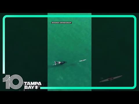 Drone footage captures humpback whale following kayaker