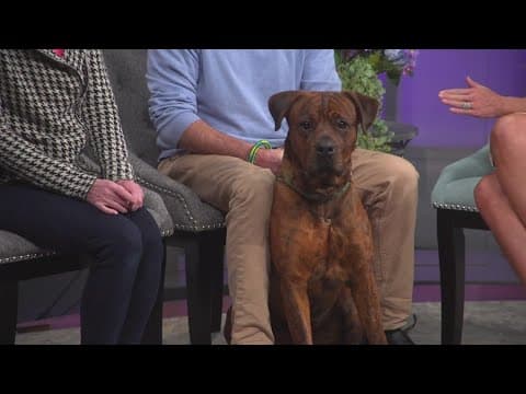 Big Handsome, large mastiff-mix available, is quite the belcher
