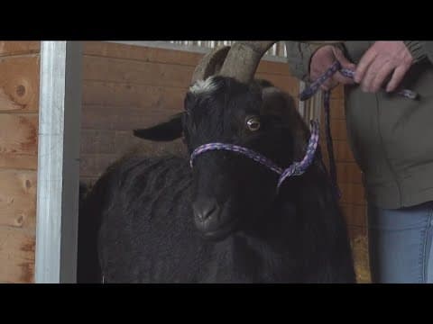 A goat for their GOAT | Chargers adopt a goat to honor former tight end Antonio Gates