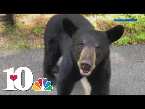 Watch out for bear dens under your home