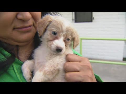 Over 100 dogs rescued from Baja Mexico breeder in terrible condition