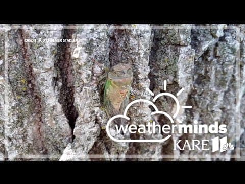 WeatherMinds: Why are cicadas so loud?