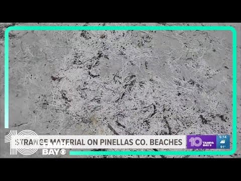Spaghetti on the beach? Mysterious clumps wash ashore Pinellas County beaches