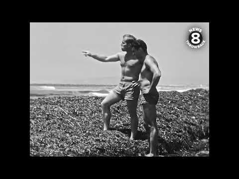 Ocean Beach in San Diego has a kelp problem in 1954