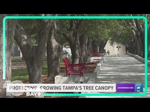 City of Tampa, researchers work to protect Tampa'a tree canopy