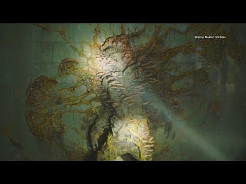 Is the Cordyceps fungus in 'The Last of Us' a real threat to humans?