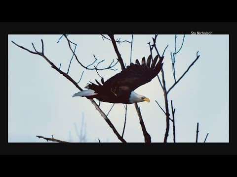 'A remarkable comeback': Former journalist captures bald eagles in Franklin County