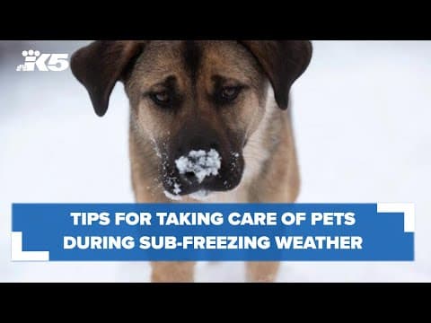A reminder to keep an eye on pets during sub-freezing temperatures