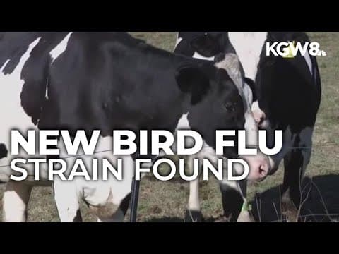 New bird flu strain found in dairy cows in Nevada