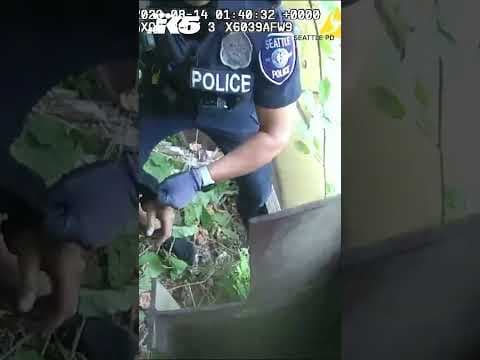Bodycam footage shows Seattle police battle a swarm of yellowjackets during a recent arrest #shorts