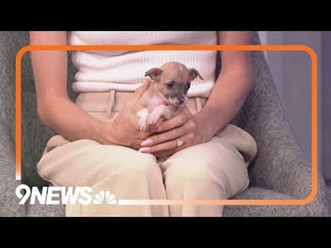 Meet Olive and Hazel, two sweet pups looking for a forever home!