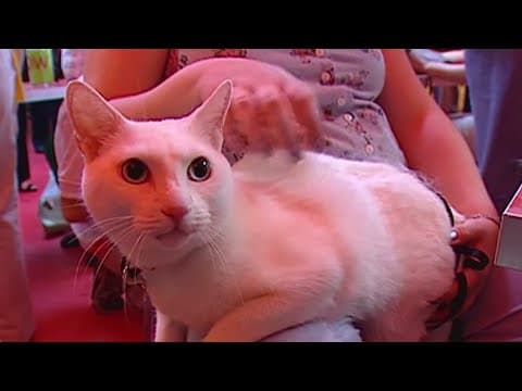 This library is accepting cat photos to pay back fines