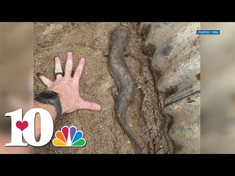 No major uptick in medical care for animals after Hurricane Helene, UT VMC says