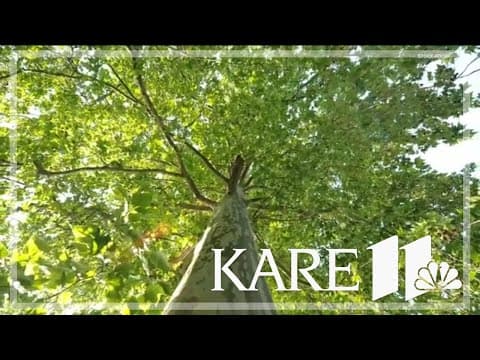 Grow with KARE: Ash tree replacements