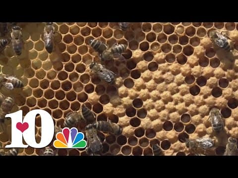 TDOT continues program offering free, native Milkweed seeds to support pollinator populations