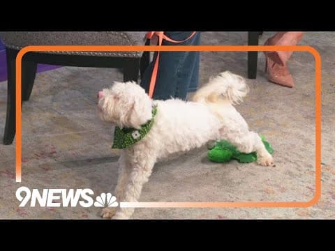 Petline9: Playful 9-month-old Mickey is ready for a forever home