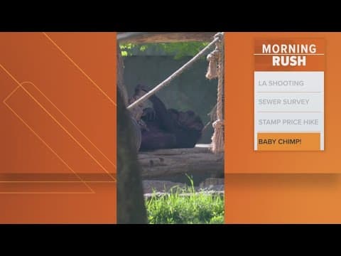 Dallas Zoo announces birth of baby chimpanzee