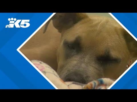 The Humane Society for Tacoma & Pierce County continuing to serve, despite devastating flood