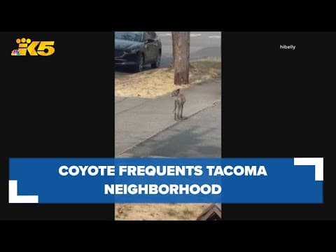 Coyote frequently spotted in Tacoma neighborhood