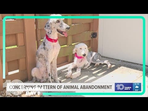 There is a concerning pattern of animal abandonment in Hillsborough and Hernando counties