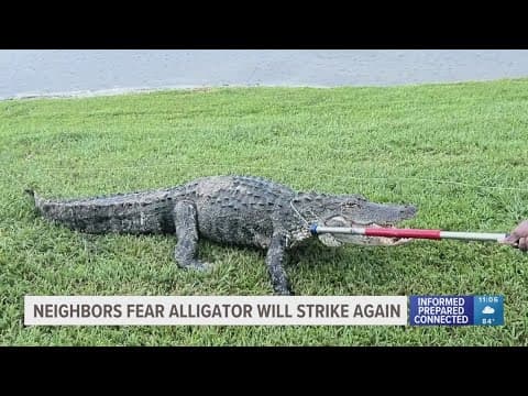 Wesley Chapel neighbors still on edge weeks after dog survives alligator attack