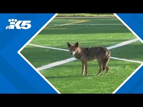 Coyote sightings worry residents in Ballard's Loyal Heights