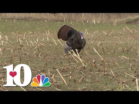 Turkey hunting season starts on April 13