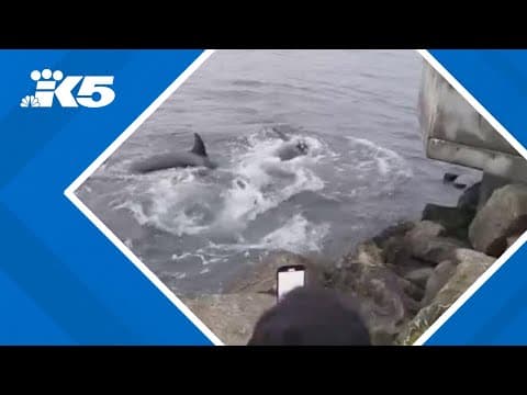 Bigg's killer whales spotted in West Seattle