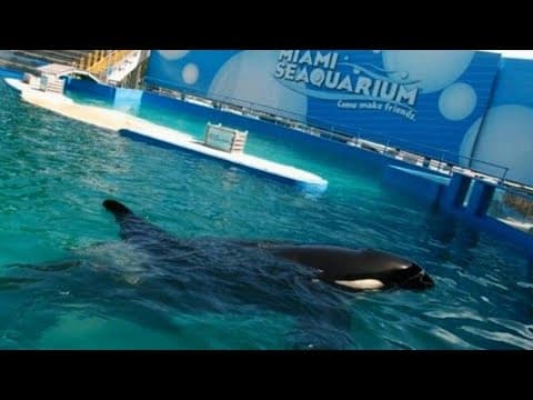 Watch live: Miami Seaquarium press conference on captive Orca from Puget Sound future