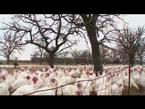 Raptor Center reports first confirmed case of avian influenza