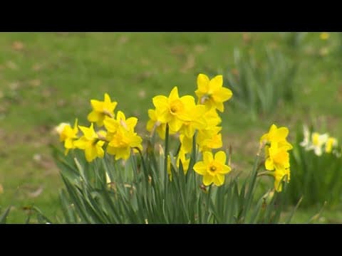 Tips and tricks for allergy relief