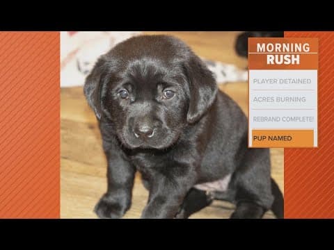 A new UNT police puppy gets a new name