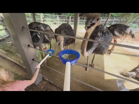 Ostrich feeding encounter is open at Zoo Knoxville