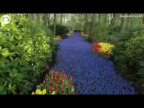 Drone footage captures millions of flowers in bloom at garden in Netherlands