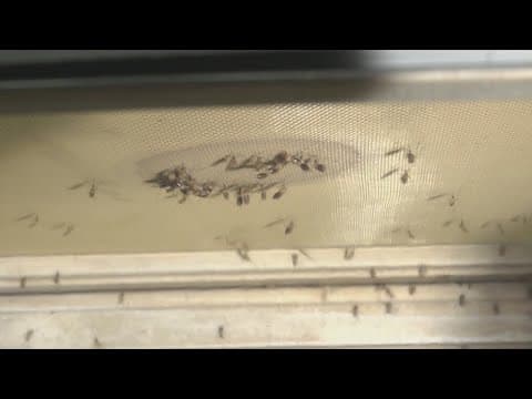 CDC issues warning on 'sloth fever'