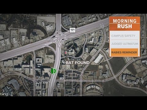 Bat in Plano tests positive for rabies