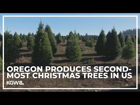 Oregon Christmas tree farms expect good harvest