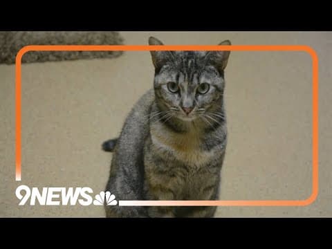 11 Colorado cats sickened with bird flu