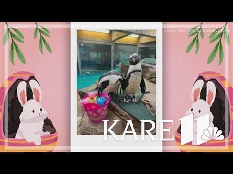 Zoo animals get Easter-themed enrichment