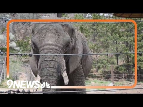 Elephant rights lawsuit reaches Colorado Supreme Court