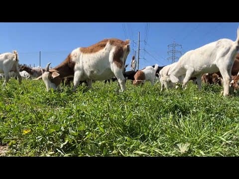 Goats arrive to clear brush for fire mitigation