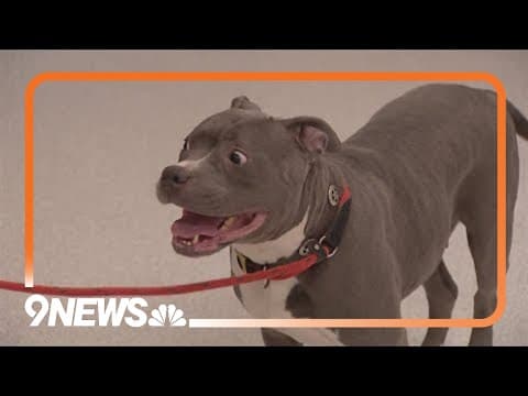 Pit bulls officially legal in the city of Aurora again