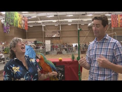 Hump it down to the San Diego County Fair to see birds and camels