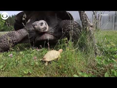 Rare albino Galapagos giant tortoise born at zoo in Switzerland