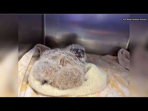 Baby owls return to San Diego wilderness after falling from nest