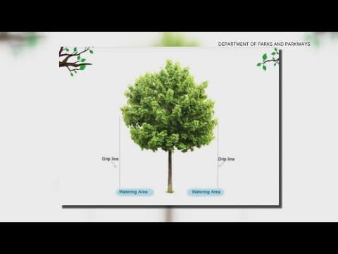 Your trees may look bad during this heat, but they may not be dead yet