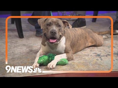 Galo is the perfect mix of playfulness and love: Looking for forever home at Longmont Humane Society