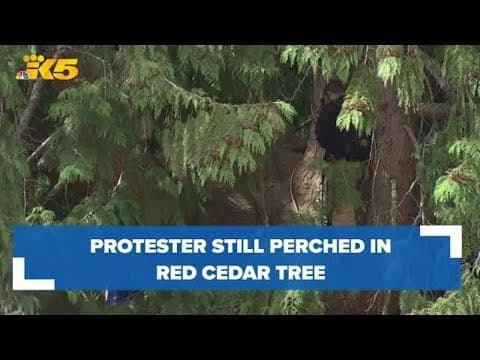 Man in tree still protesting removal of red cedar in Wedgwood